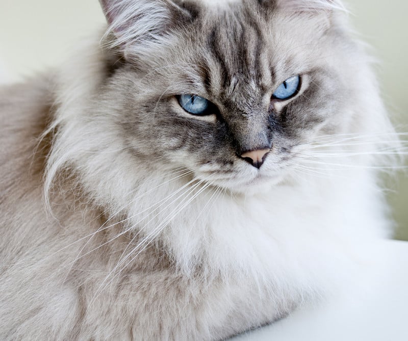 Virusinfektionen bei Katzen: Katzenschnupfen