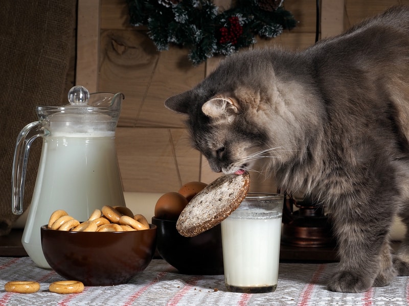 Warum Katzen keine Milch trinken sollten - Katzenliebhaber