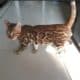 Wegen Zuchtauflösung Bengal kitten mit Stammbaum Günstig. katze kater